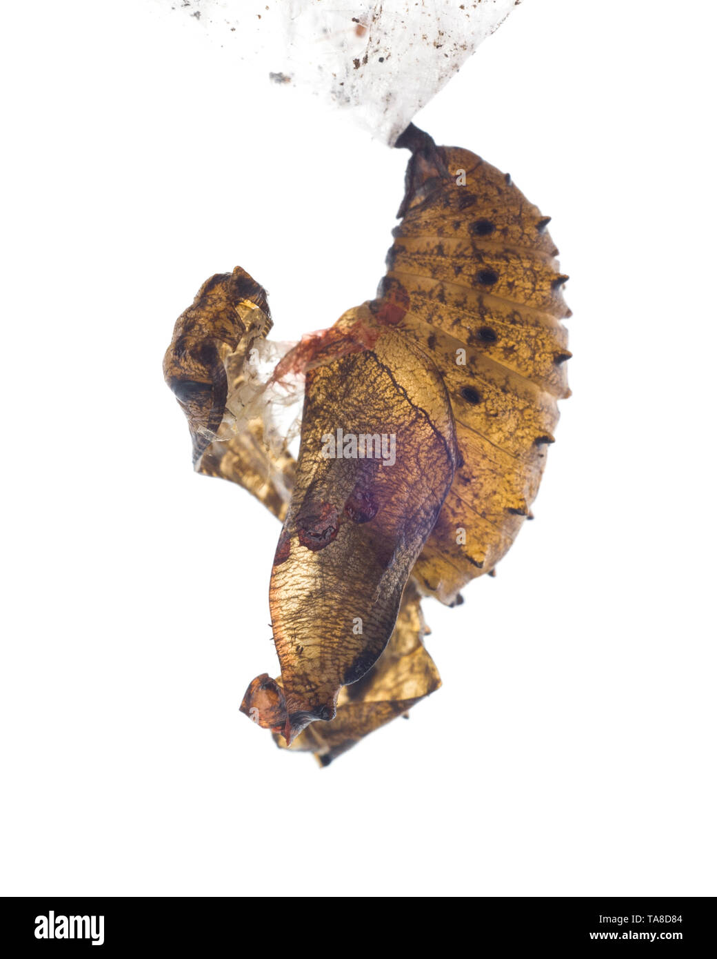 Great Spangled Fritillary Chrysalis vor weißem Hintergrund Stockfoto