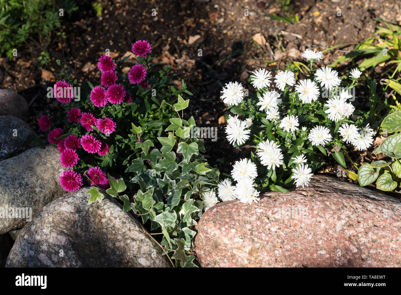 'Victoria' Michaelmas Gänseblümchen, Höstaster (Symphyotrichum novi-belgii) Stockfoto