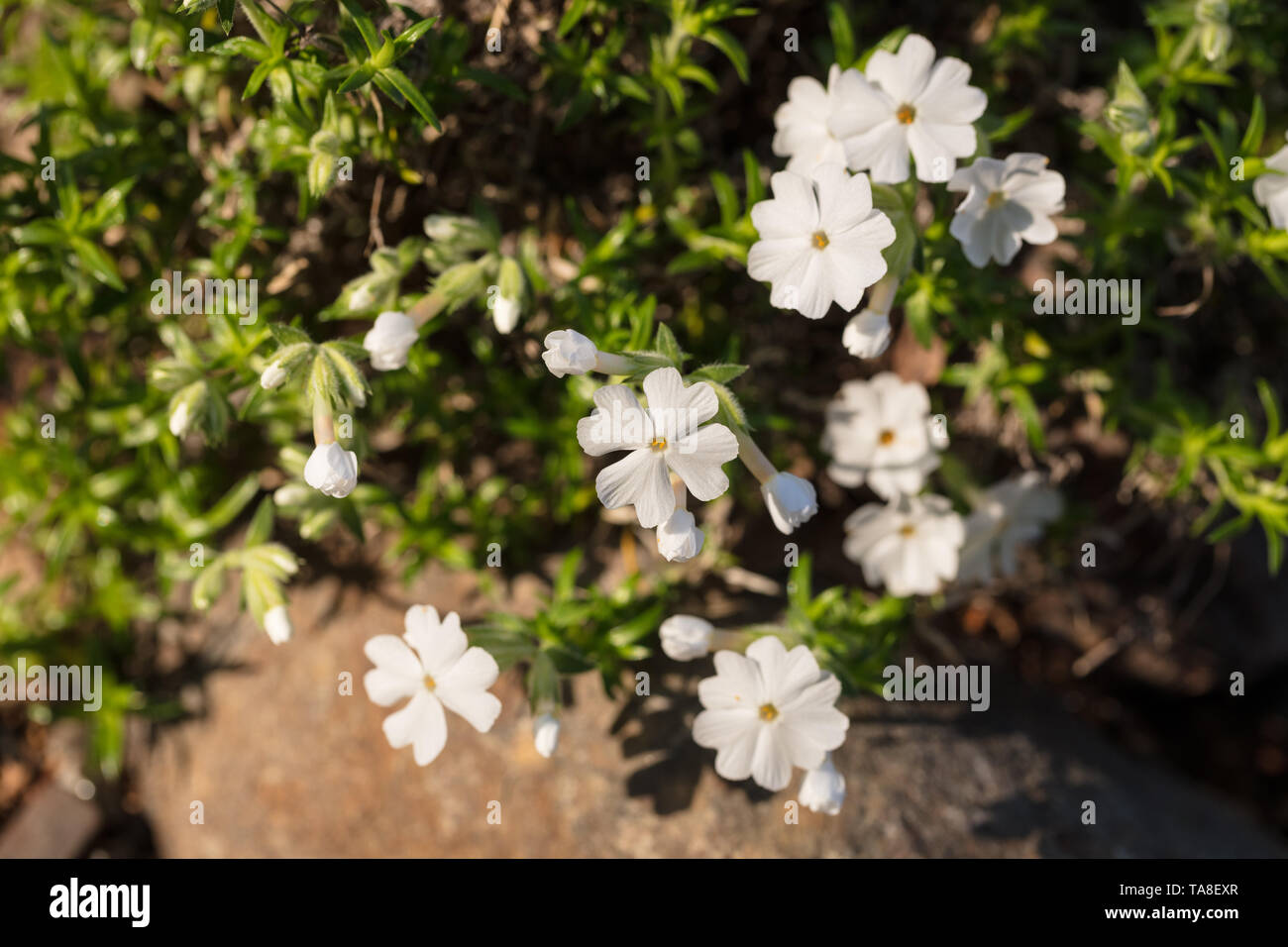 'Maischnee' kriechenden Phlox, Mossflox (Phlox subulata) Stockfoto