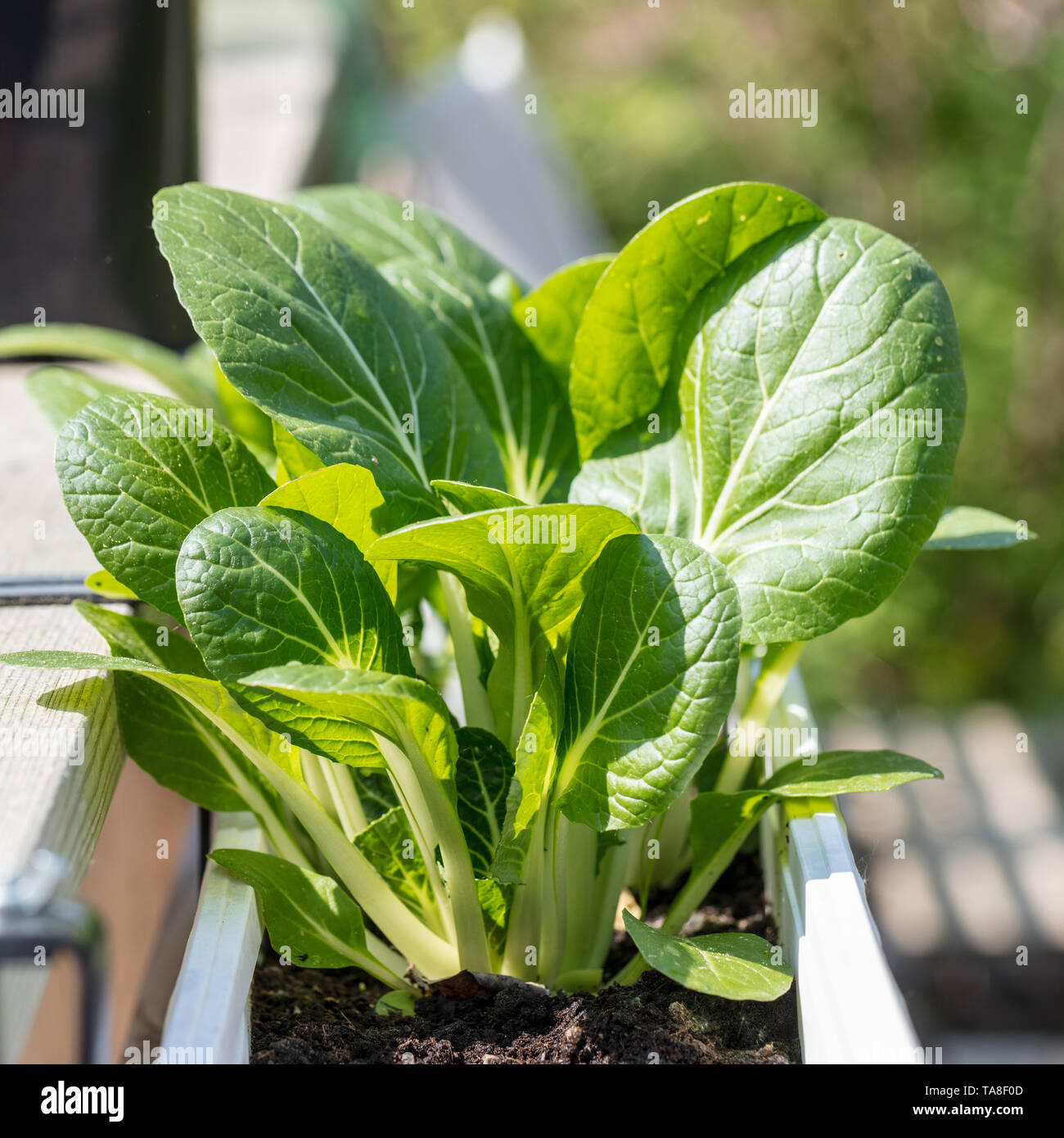 "Joi Choi 'chinesischen Weißkohl, Pak Choi F1 (Brassica rapa var chinensis) Stockfoto