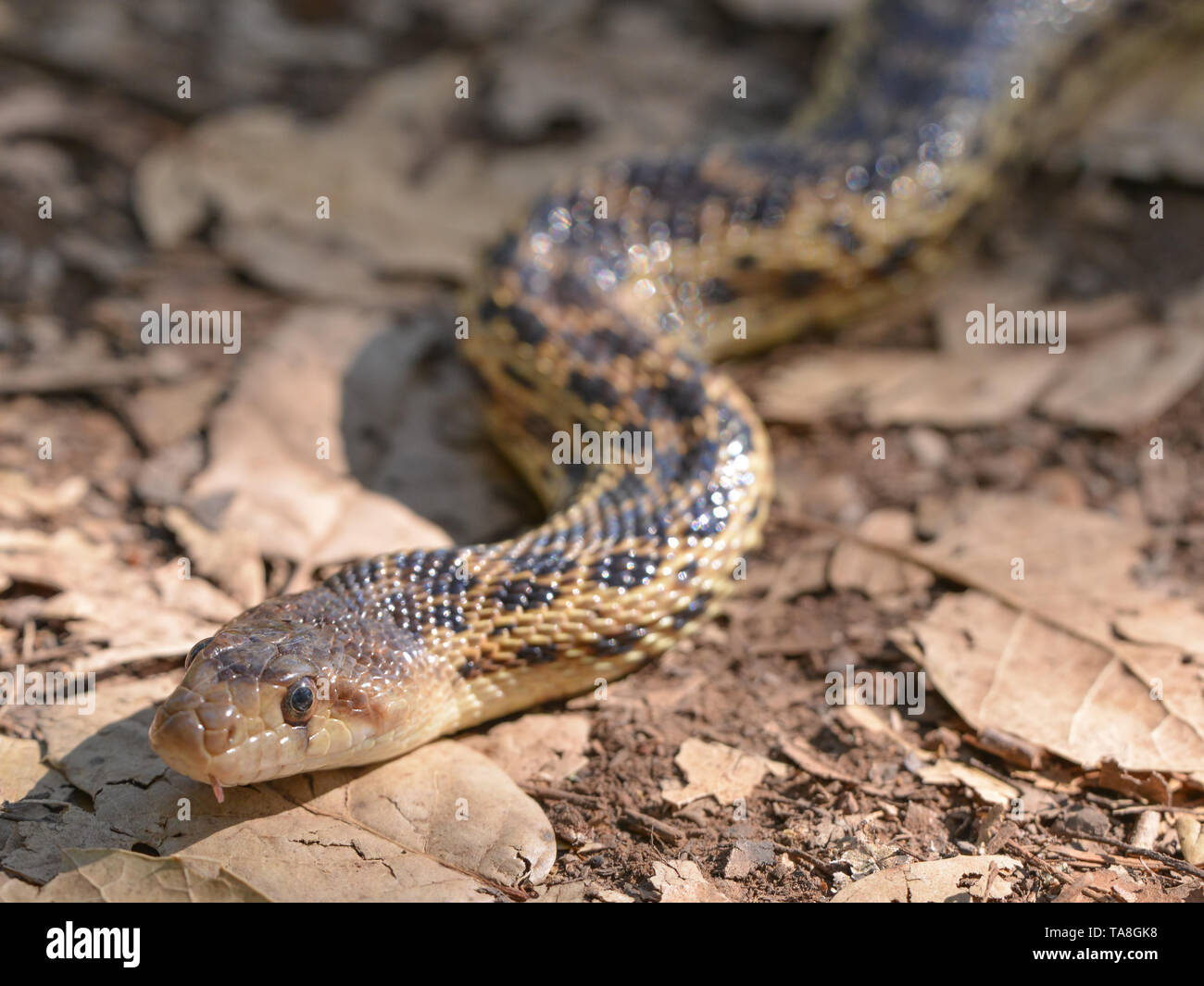Schlange Arten auf einem Wanderweg in Trione-Annadel State Park in Santa Rosa, Kalifornien - an einem sonnigen Frühlingstag Stockfoto