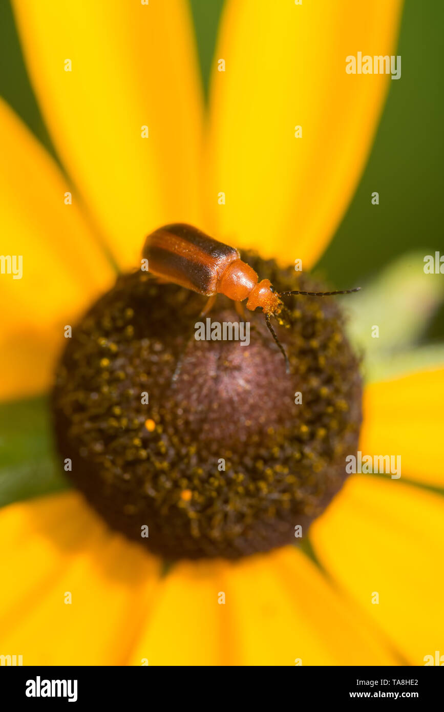 Closeup Makro des was ich bin nemognatha blister Käfer auf einer Sonnenblume in Theodore Wirth Park in Minnesota Stockfoto