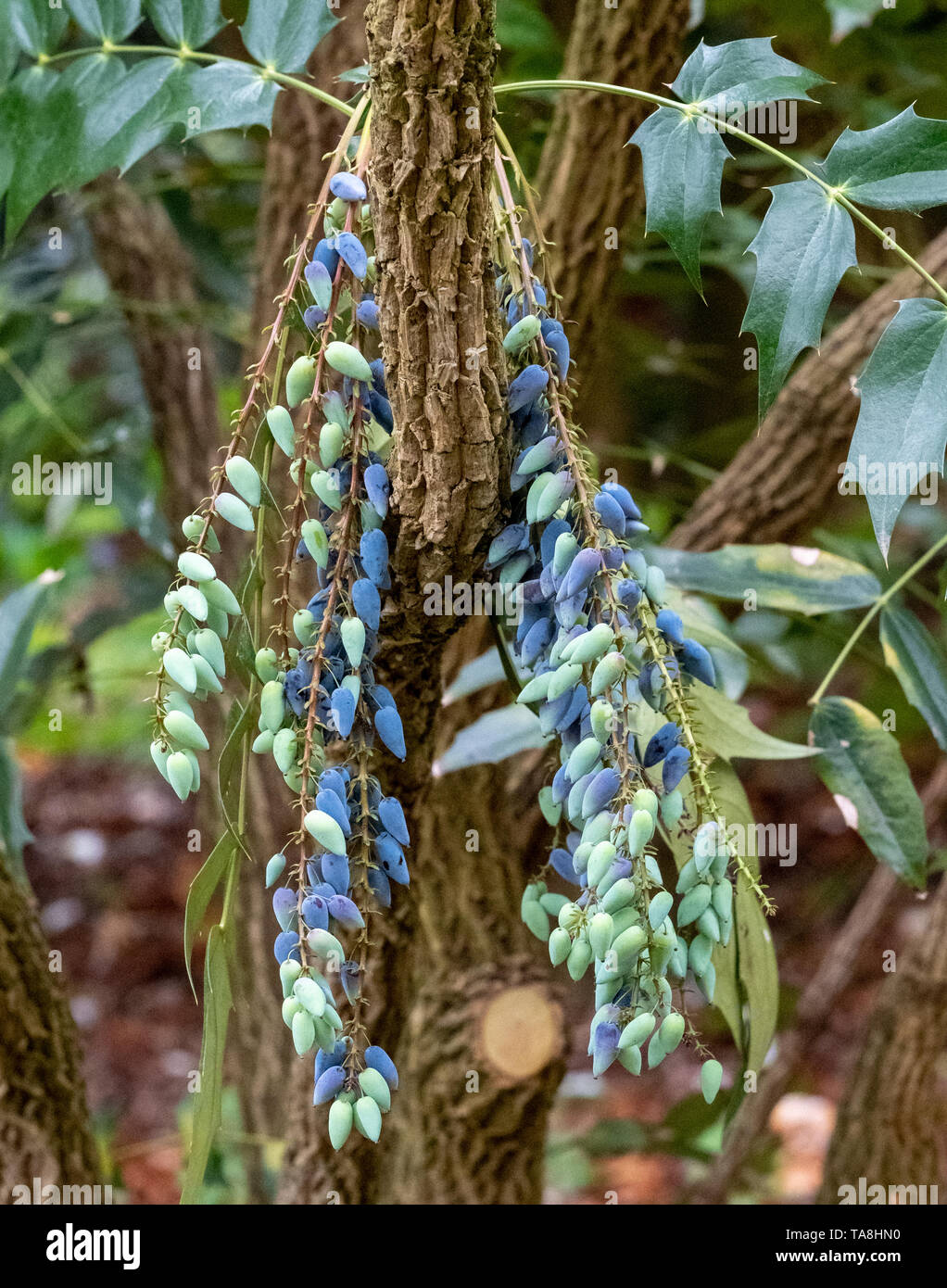 Mahonia, dekorative immergrüne Strauch, ein Cluster von blau/schwarze Beeren im Frühjahr produzieren. In Surrey, UK fotografiert. Stockfoto