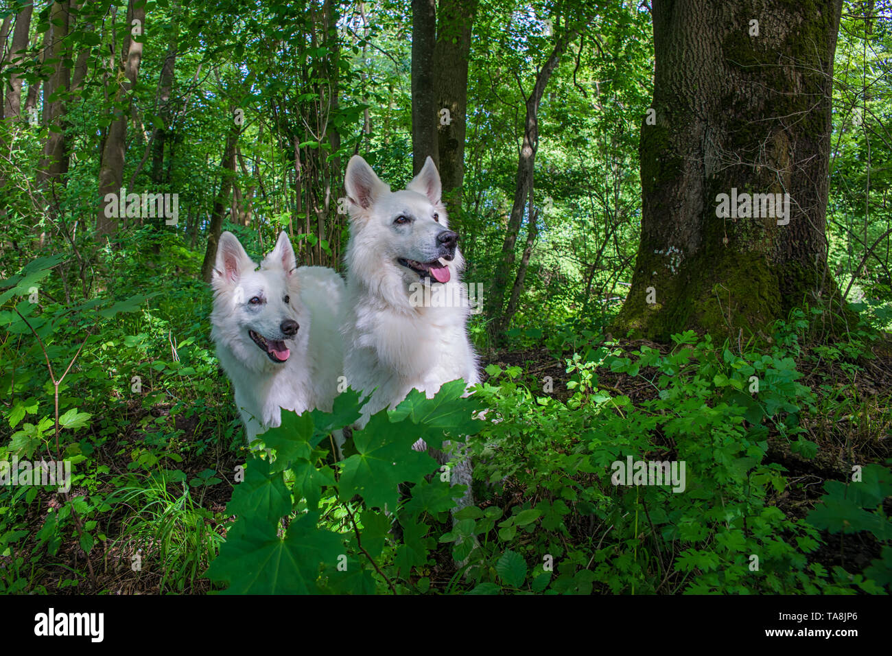 Zwei weisse Schäferhunde stehen zusammen in einem undurchdringlichen grünen Wald Stockfoto