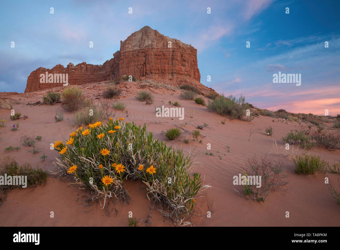 Das maultier Ohren bei Sonnenaufgang im Frühling, Molly's Castle, San Rafael Wüste, Utah Stockfoto