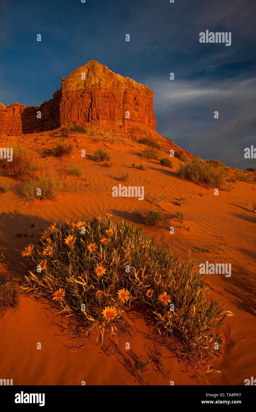 Das maultier Ohren bei Sonnenaufgang im Frühling, Molly's Castle, San Rafael Wüste, Utah Stockfoto