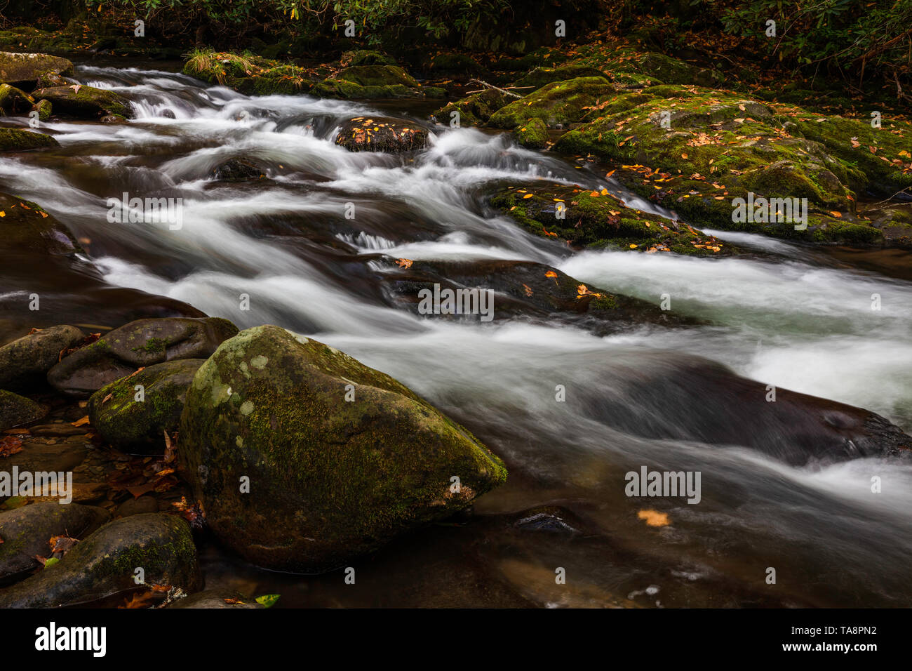 Herbst Blätter auf Moos bedeckt Felsen auf der Oconaluftee River, Great Smoky Mountains National Park, North Carolina Stockfoto