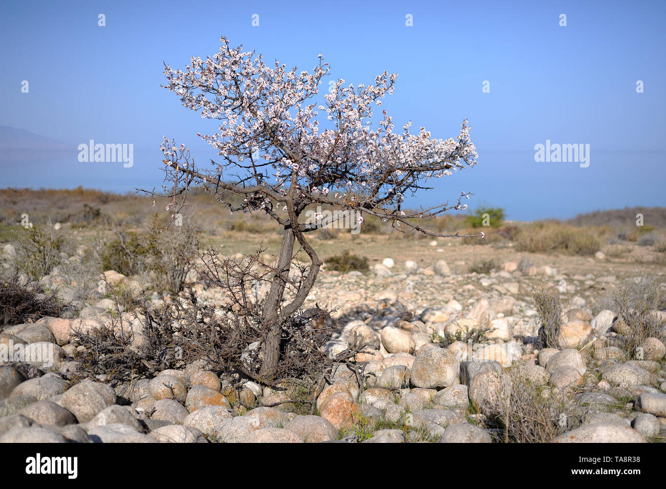 Eine wilde Aprikosen Baum in den Issyk Kul See Stockfoto