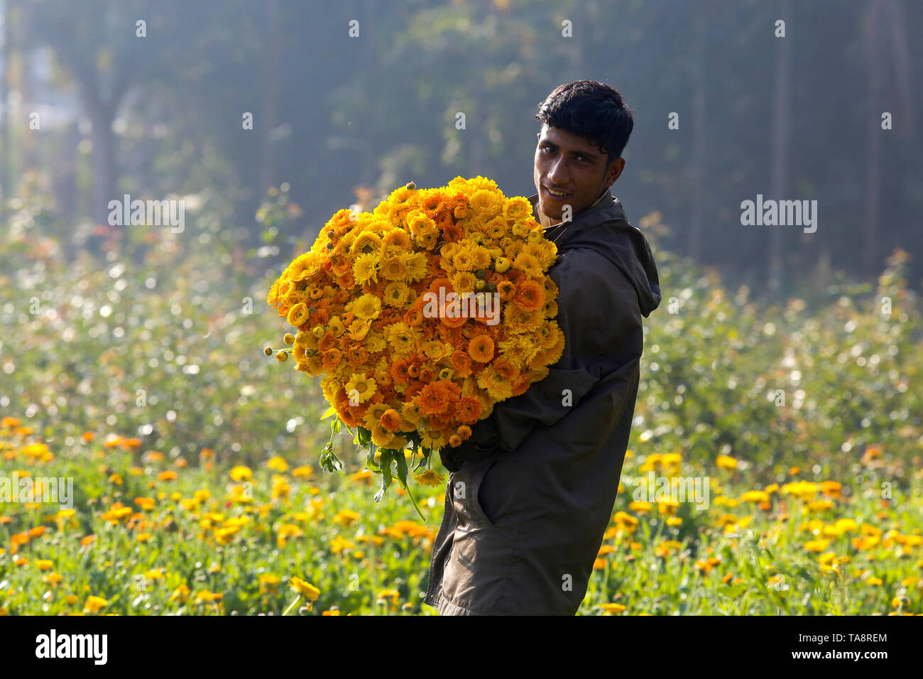 Ein Bauer trägt ein Bündel von Gerbera Blumen auf einem Feld in Manikganj, Bangladesch. Stockfoto