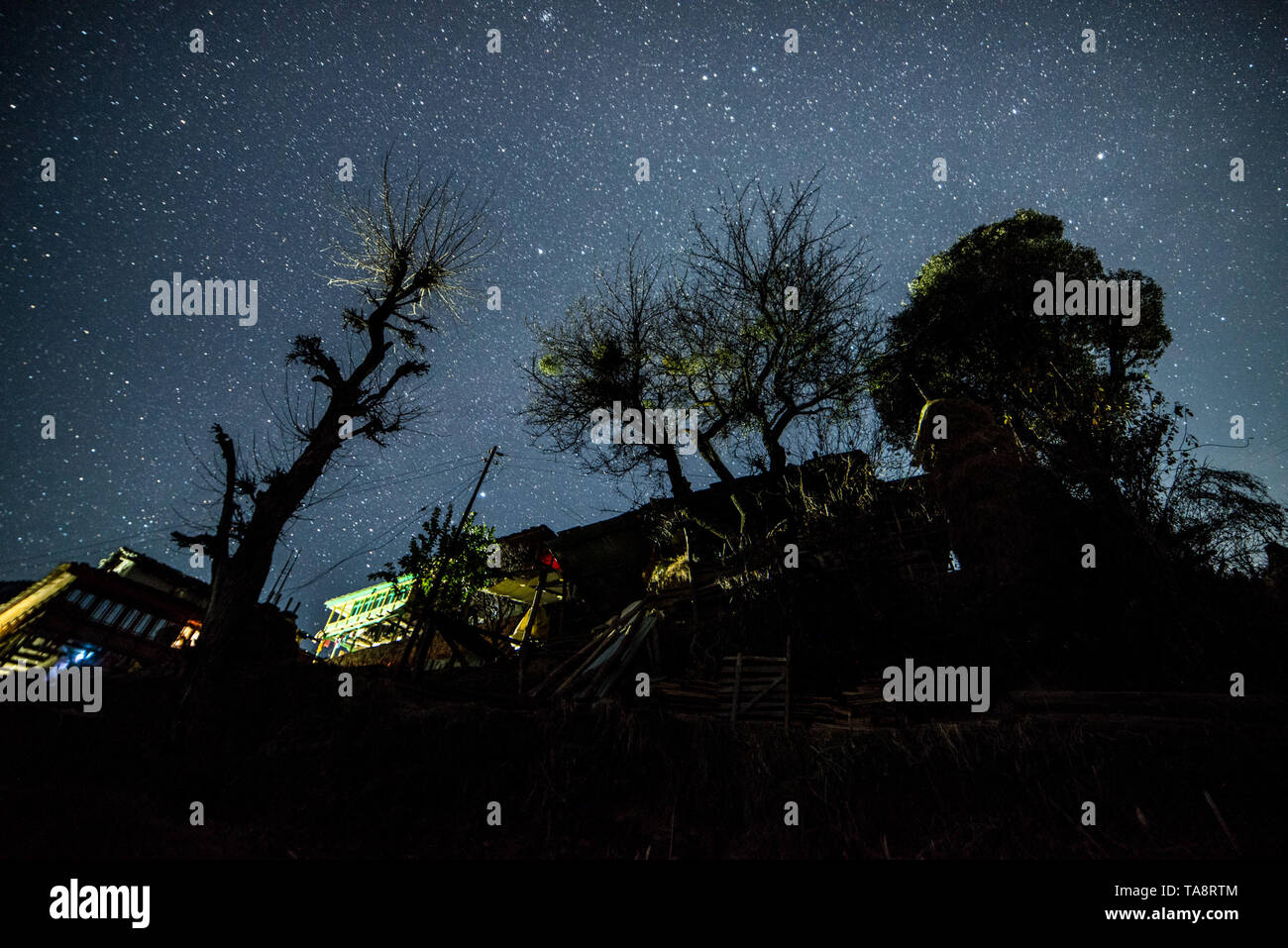Sternenhimmel über Baum im Himalaja in Indien Stockfoto