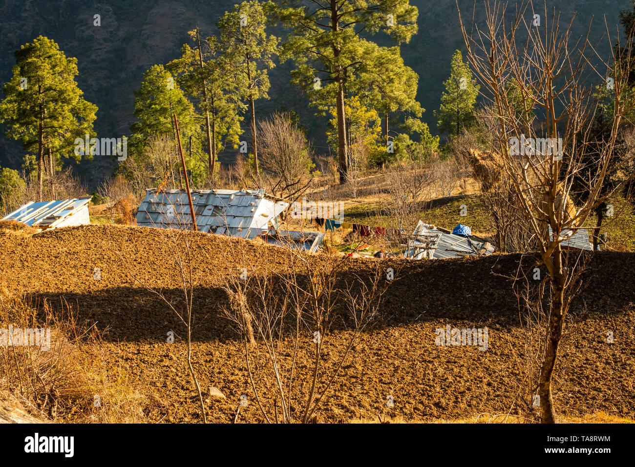 Typischen hölzernen Alpine House in himachal im Himalaya - Indien Stockfoto