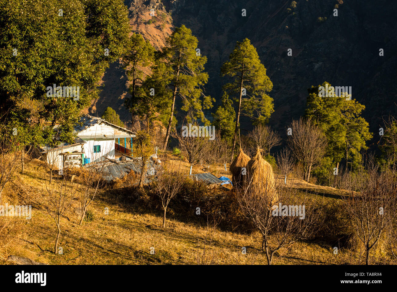 Typisches Dorf in himachal im Himalaya - Indien Stockfoto