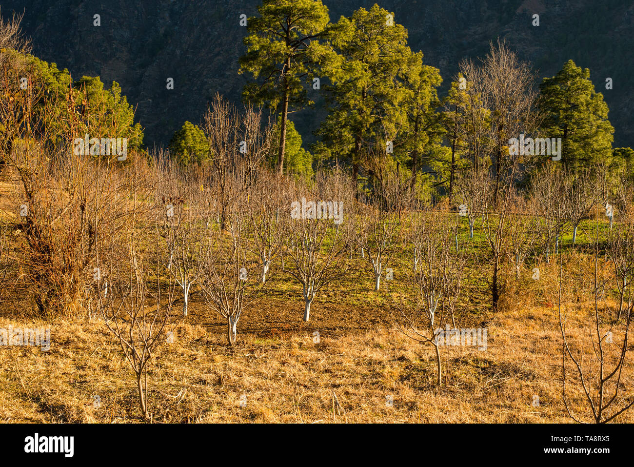 Apple Garten in himachal im Himalaya - Indien Stockfoto