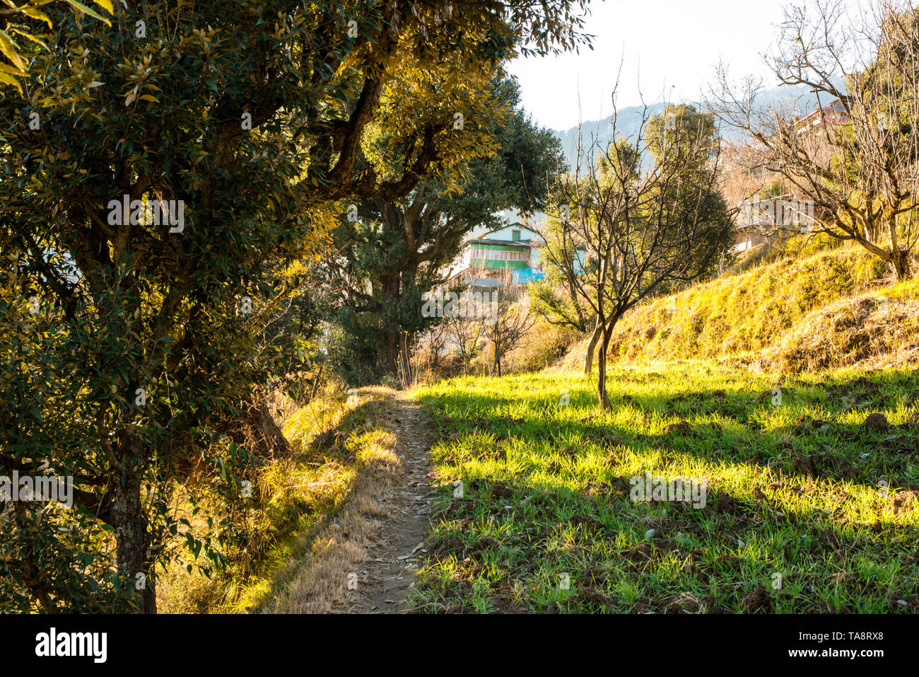Landwirtschaft in himachal im Himalaya - Indien Stockfoto