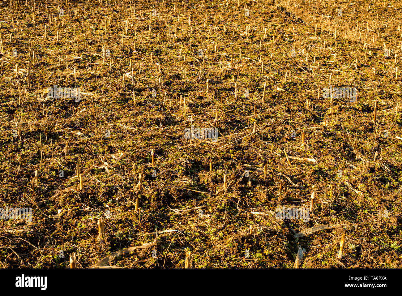 Landwirtschaft in himachal im Himalaya - Indien Stockfoto