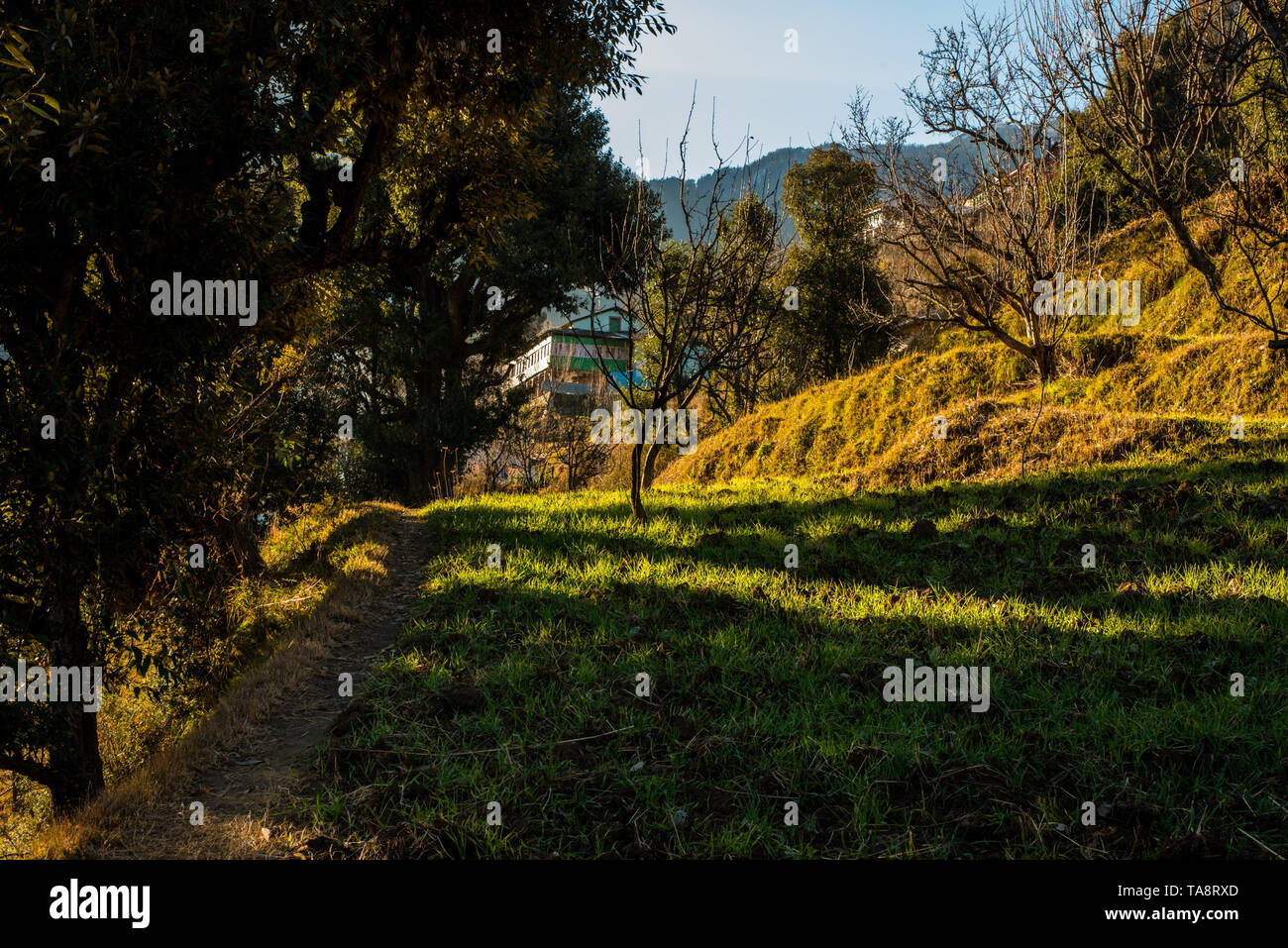 Landwirtschaft in himachal im Himalaya - Indien Stockfoto