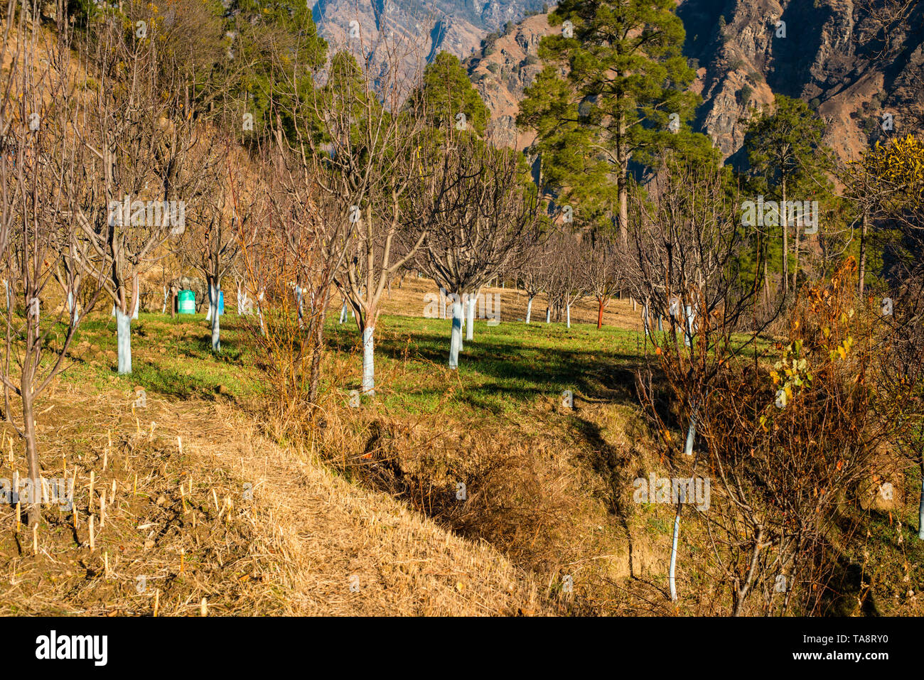 Apple Garten in himachal im Himalaya - Indien Stockfoto