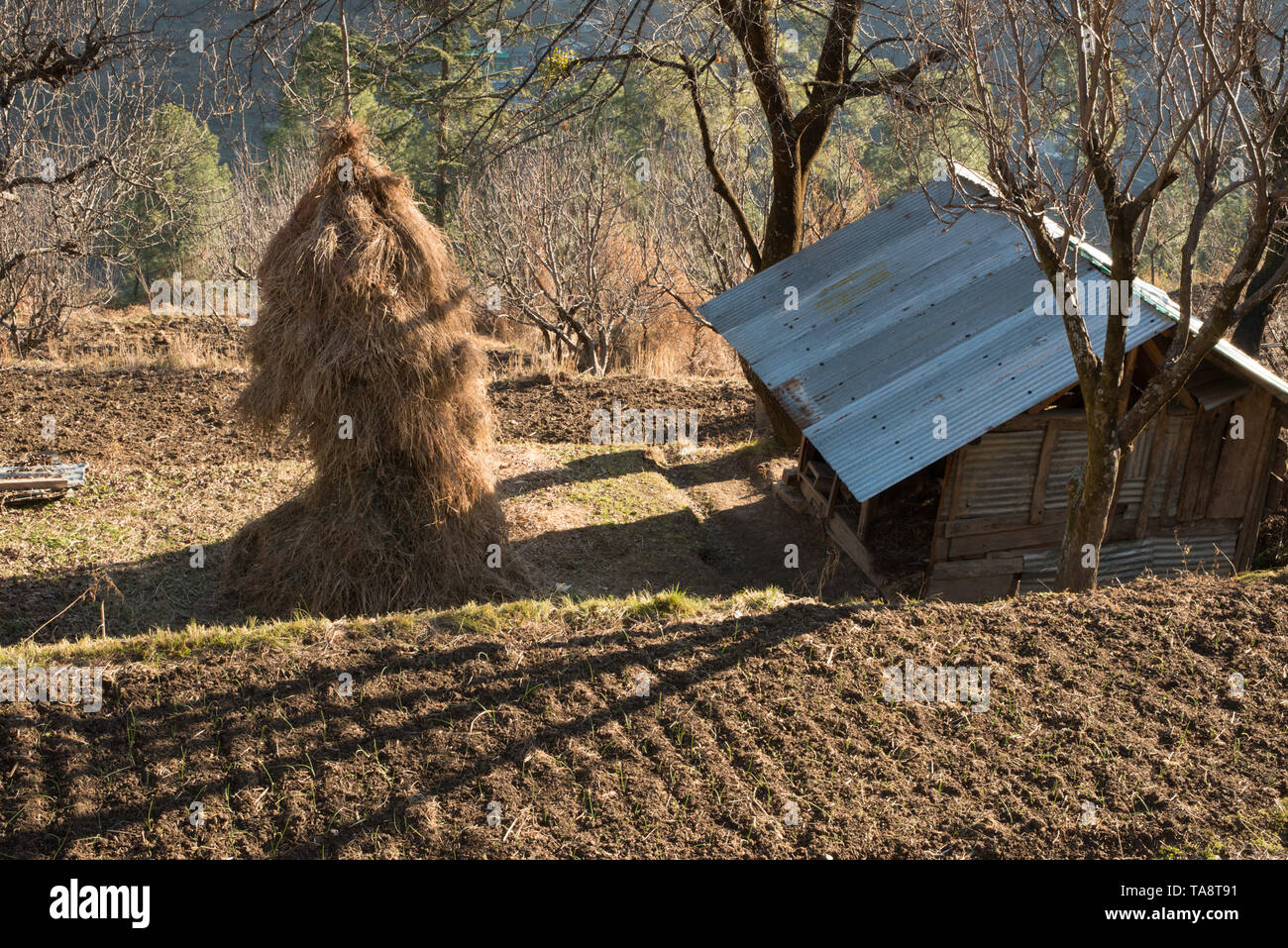 Typischen hölzernen Alpine House in himachal im Himalaya - Indien Stockfoto
