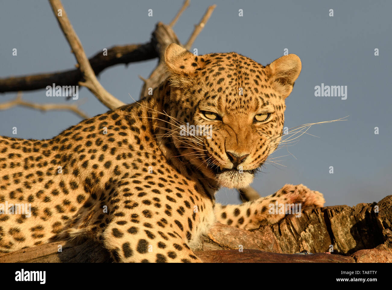 Leopard Panthera Pardus, schöne iconic Carnivore aus afrikanischen Büsche, Savannen und Wälder, Etosha National Park, Namibia. Stockfoto