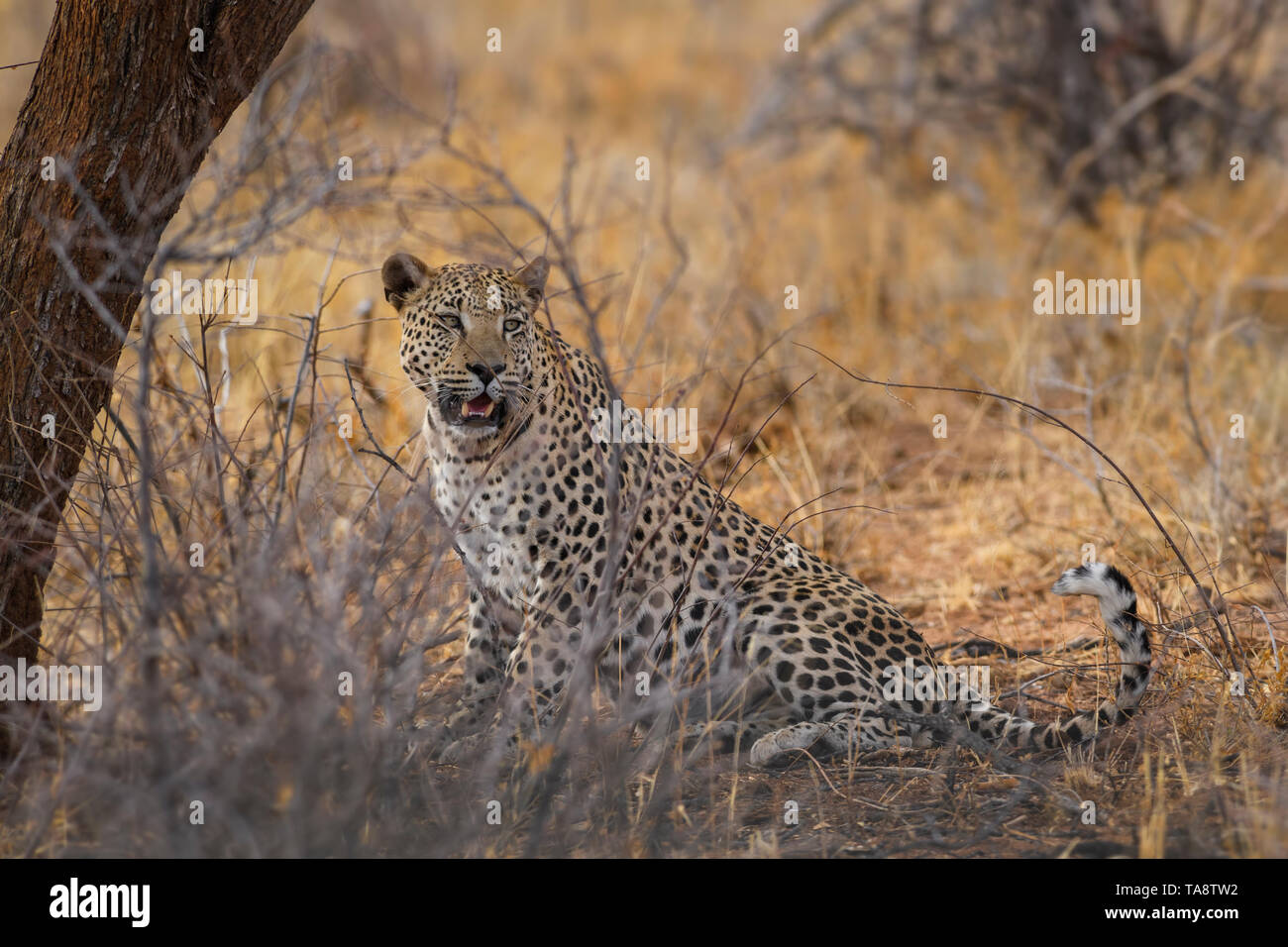 Leopard Panthera Pardus, schöne iconic Carnivore aus afrikanischen Büsche, Savannen und Wälder, Etosha National Park, Namibia. Stockfoto