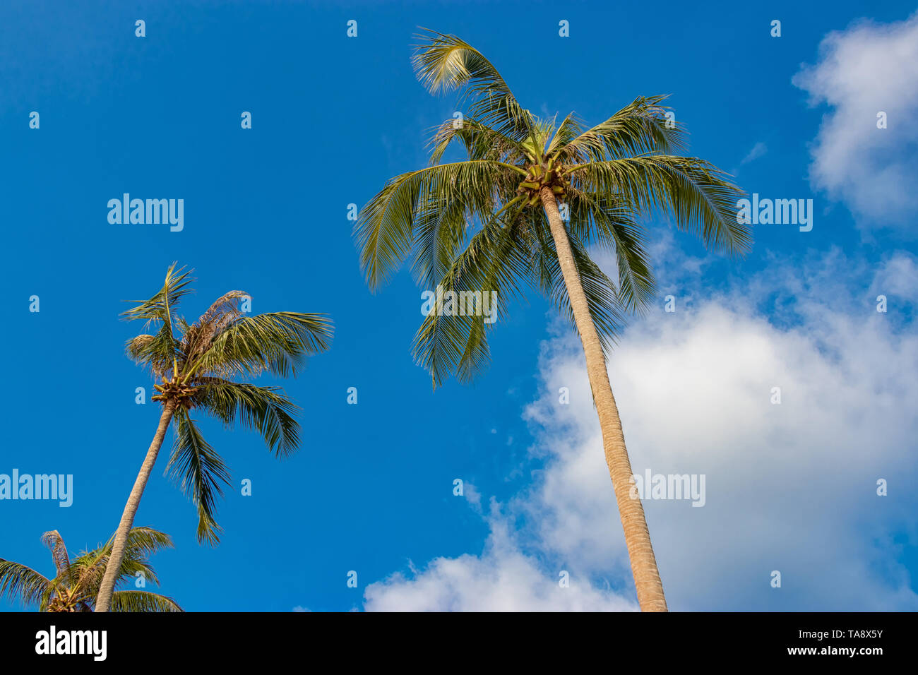 Kokospalmen gegen den blauen Himmel Stockfoto