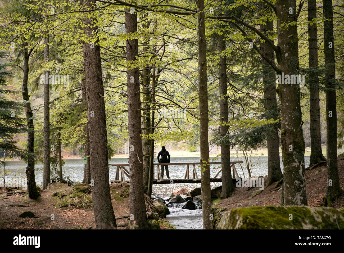 Dunkle Silhouette der Mann stand auf der hölzernen Brücke in den Wald. Bergsee und Stream. Wandern im Wald. Natur Park Wanderweg. Schwarzwald. Stockfoto