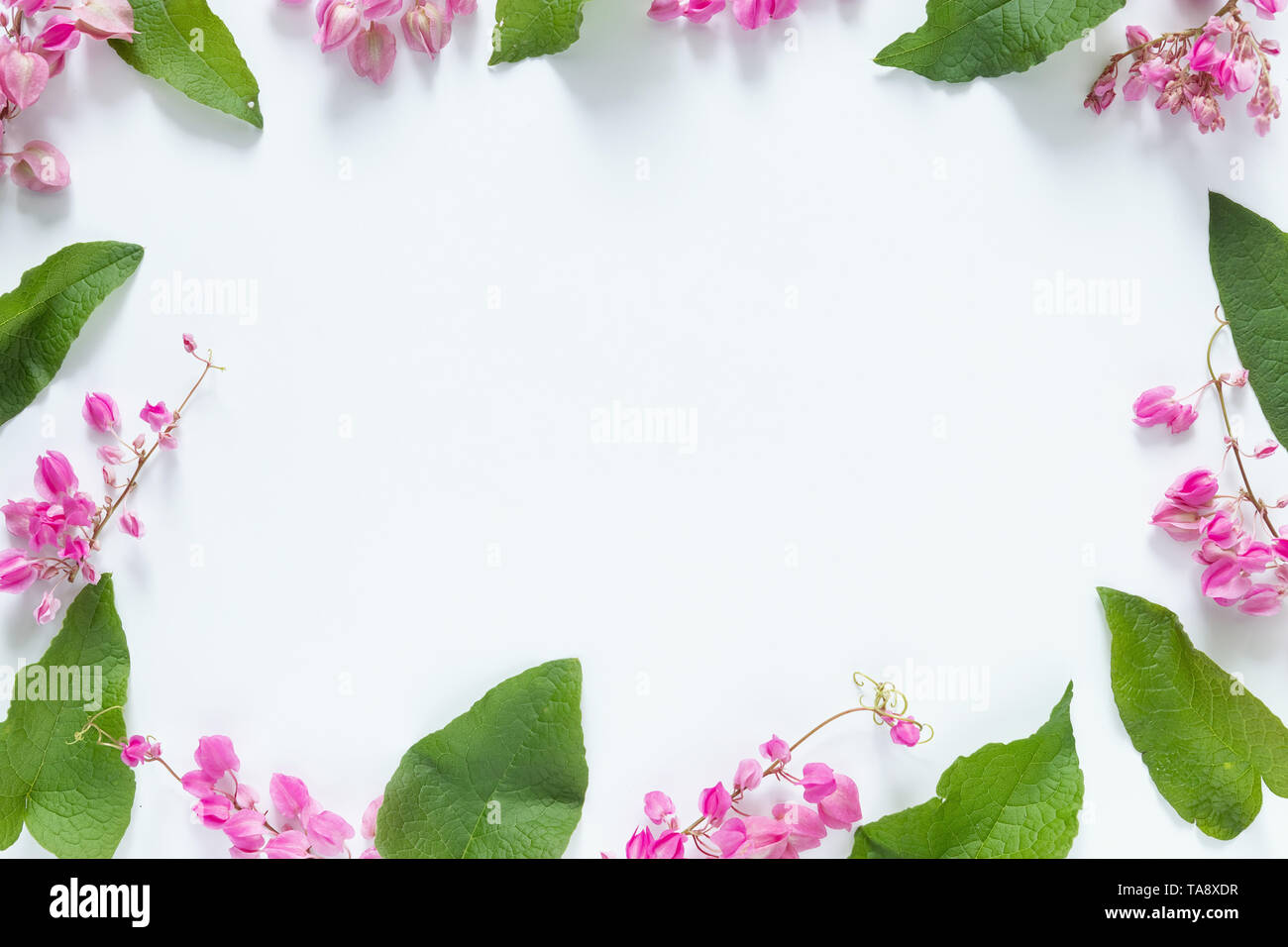 Rosa Blumen Rahmen mit Grün auf weißem Hintergrund mit Kopie Raum für Grußansage. Flach, Ansicht von oben, kopieren Raum Stockfoto