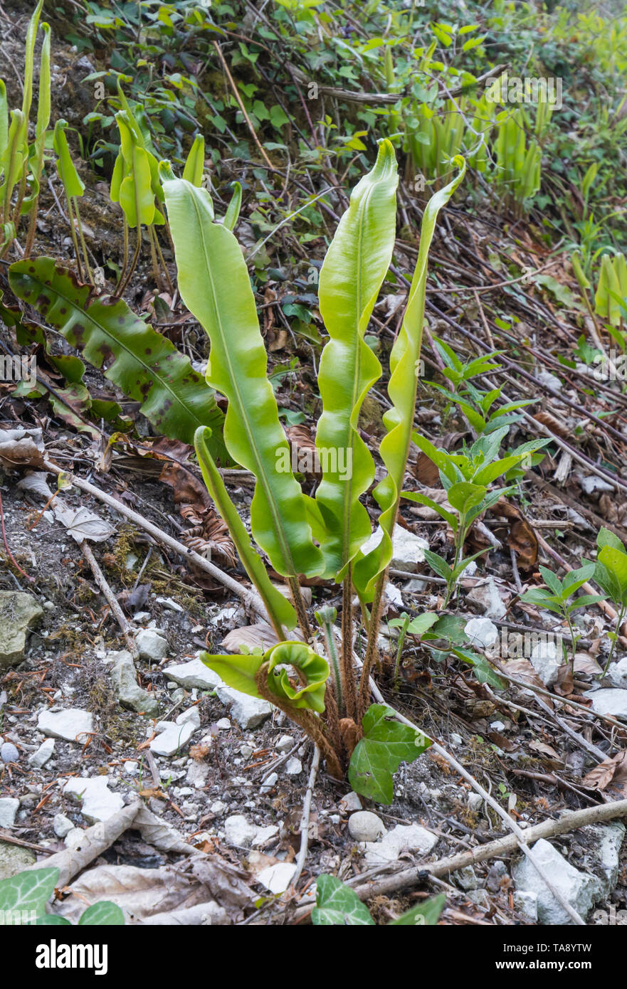 Asplenium scolopendrium (Hart-Zunge Farn oder verbrannte Weed), ein immergrüner Farn gepflanzt und wachsen in Büscheln im Frühjahr in West Sussex, UK. Stockfoto