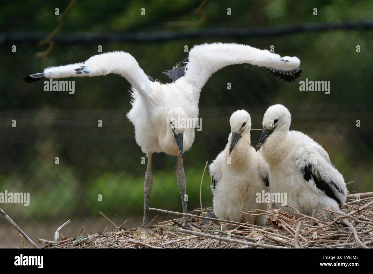 Weißstorch (Ciconia ciconia) Küken in einer Zucht in Gefangenschaft Kolonie Versorgung de Weißstorch reintroductions, Cotswold Wildlife Park. Stockfoto