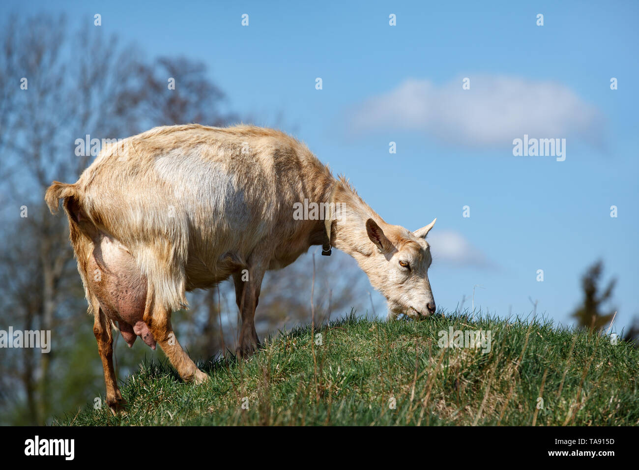 Eine alte Ziege mit einem großen Euter frisst Gras auf einem Hügel Stockfoto