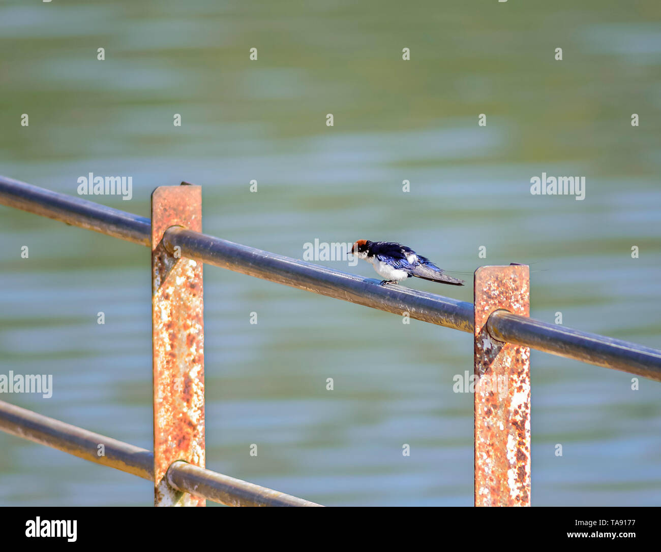 Kleiner Vogel, Kabel-tailed Swallow, Hirundo smithii, thront, Kopie Raum Stockfoto