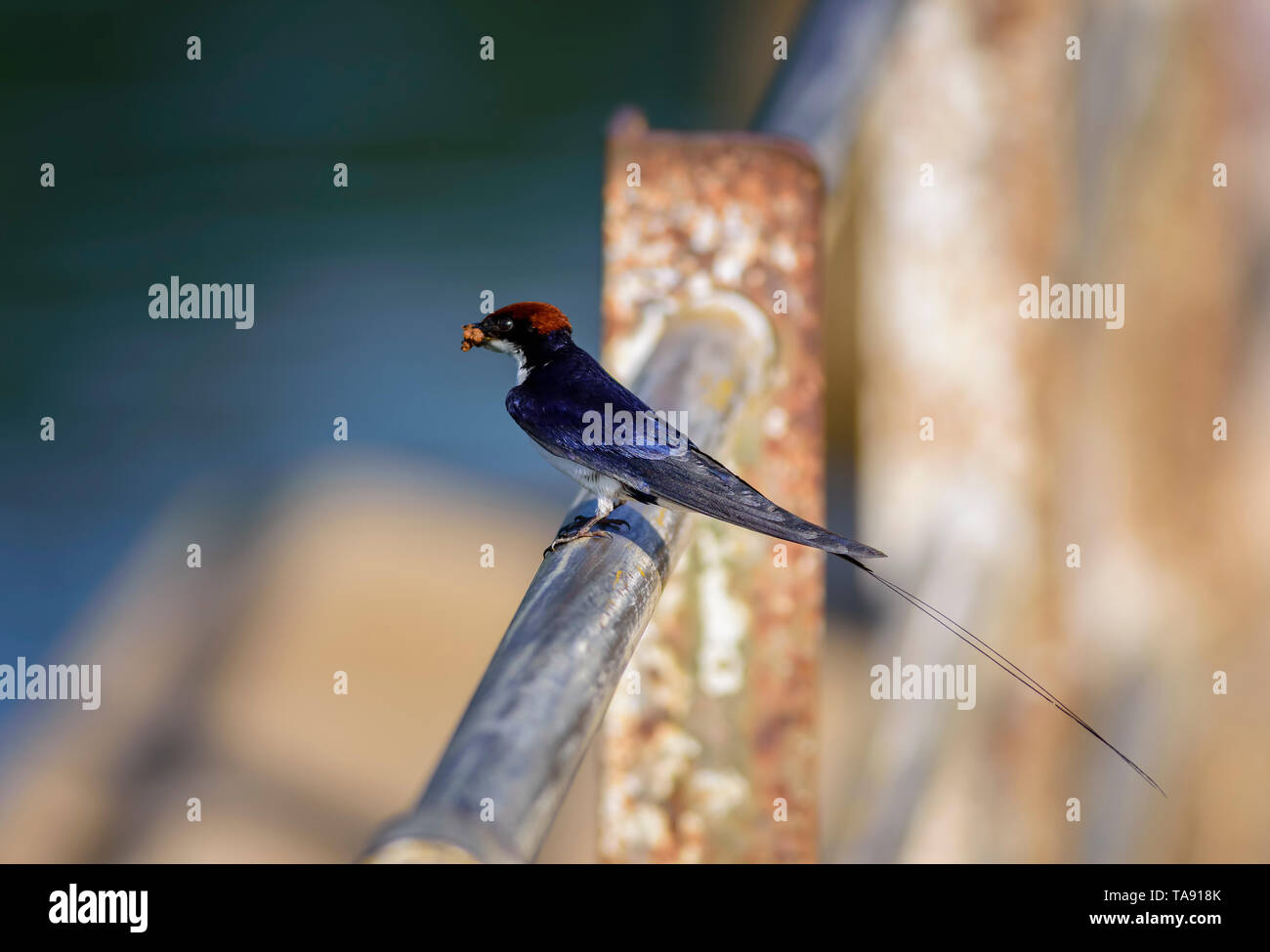 Kleiner Vogel, Kabel-tailed Swallow, Hirundo smithii, thront, Kopie Raum Stockfoto