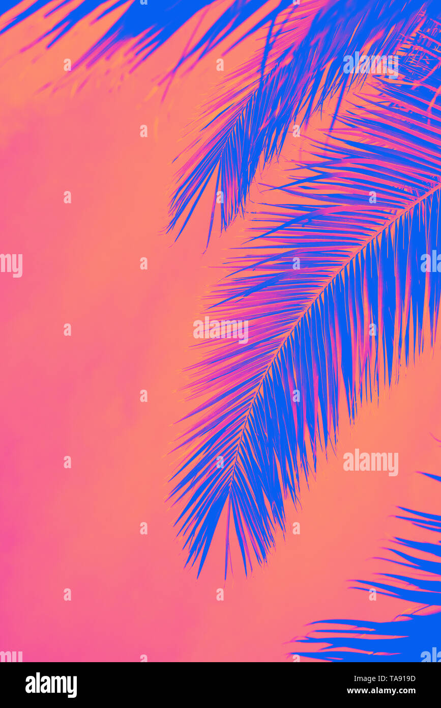 Palm Blätter mit Sky. Tropischer Sommer, sonnigen Tag. Vertikale. Text Raum. Getönt mit neon pink, Korallen und Blau Stockfoto