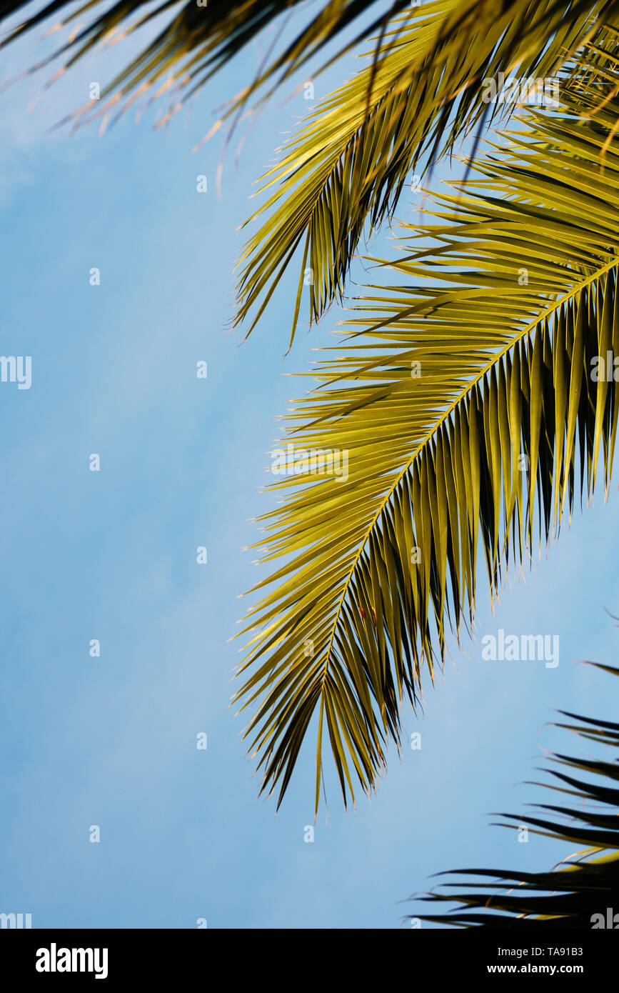 Palm Blätter mit Sky. Tropischer Sommer, sonnigen Tag. Vertikale. Text Raum Stockfoto