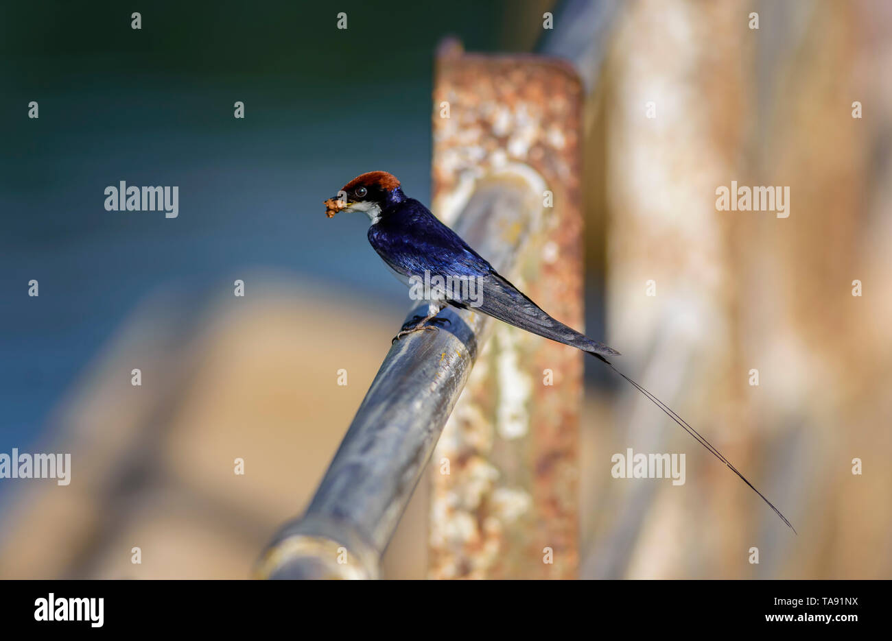 Kleiner Vogel, Kabel-tailed Swallow, Hirundo smithii, thront, Kopie Raum Stockfoto