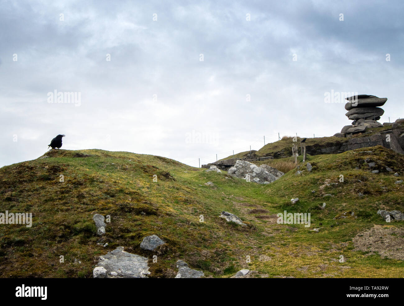 An der Cheesewring, Bodmin Moor, Cornwall UK Raven Stockfoto