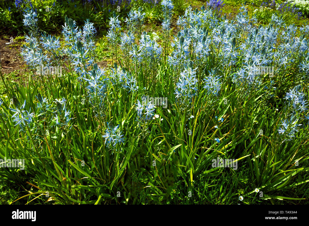 Garten Pflanze Camassia Camassia leichtlinii blauen Himmel Blüte in Yorkshire im frühen Frühjahr Stockfoto