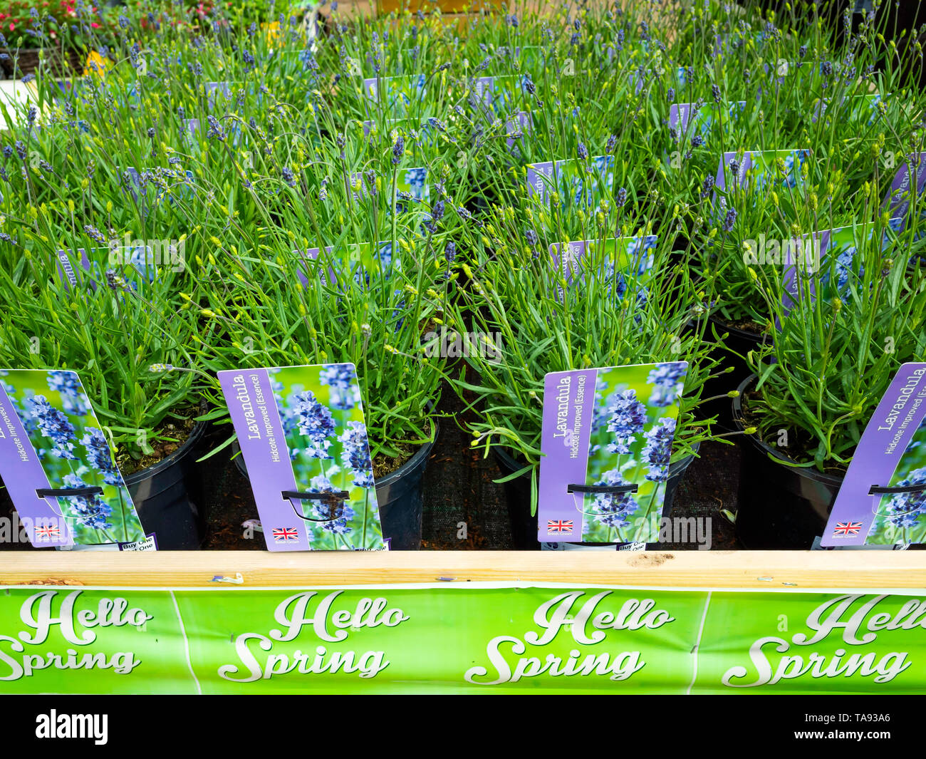 Hallo Frühling Lavendel Pflanzen zum Verkauf Vielzahl Lavendula Hidcote verbesserte Essenz North Yorkshire England Großbritannien Stockfoto
