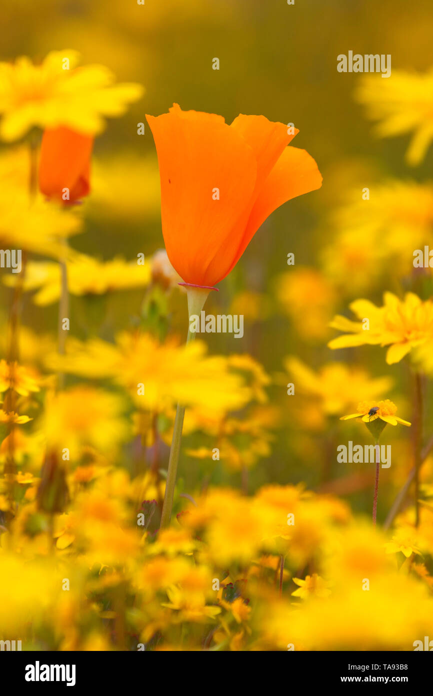 Kalifornischer Mohn mit Goldfields, Shell Creek Road, San Luis Obispo County, Kalifornien Stockfoto
