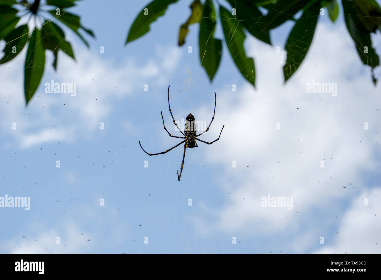 Die nördliche Golden Orb Weber oder riesige Golden Orb Weaver spider Nephila pilipes, Bauchseite. Bali, Indonesien Stockfoto