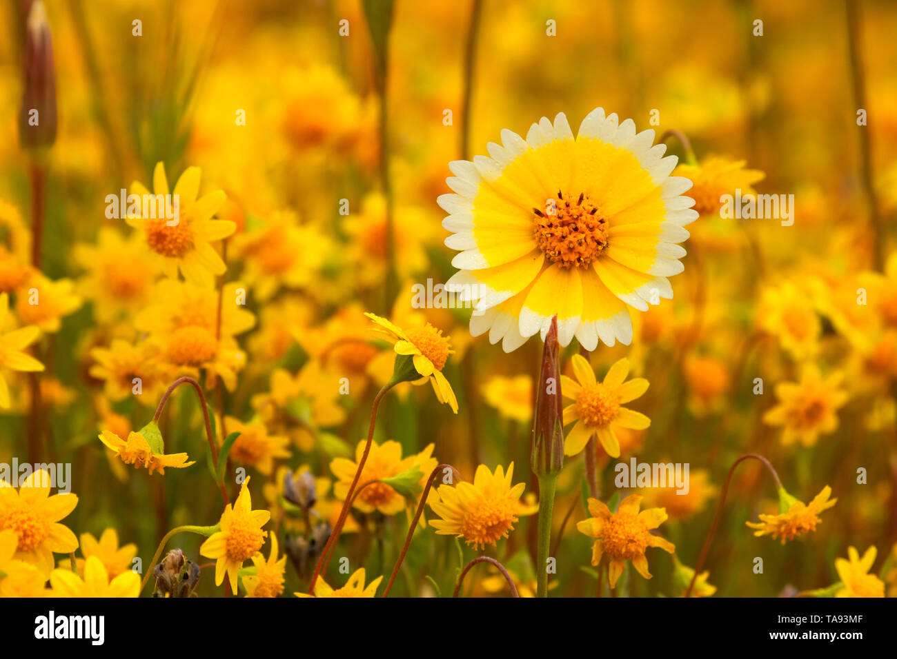 Tidytips mit Goldfields, Shell Creek Road, San Luis Obispo County, Kalifornien Stockfoto