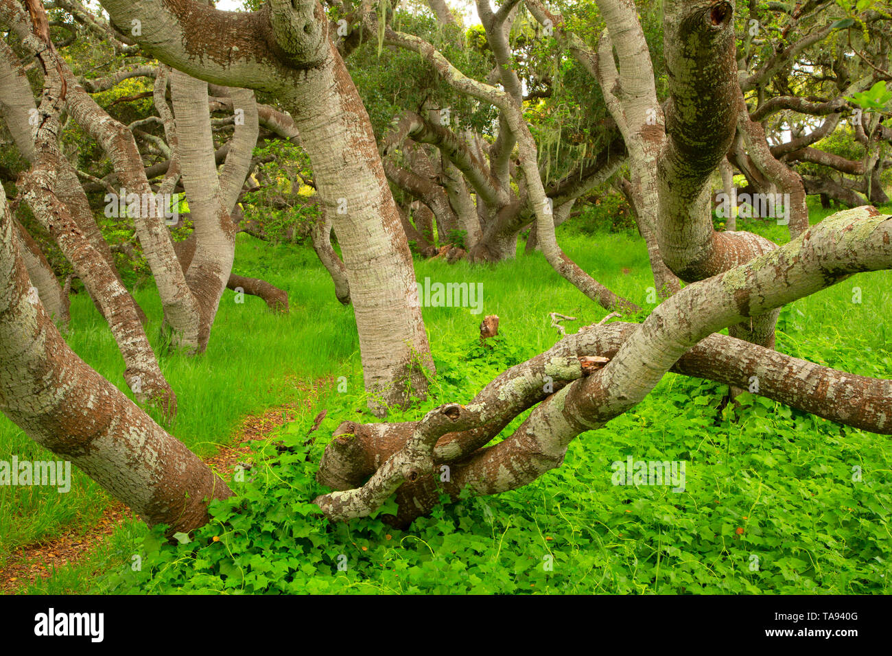 Trail durch den Wald, Los Osos Eiche Eichen State Park, Kalifornien Stockfoto