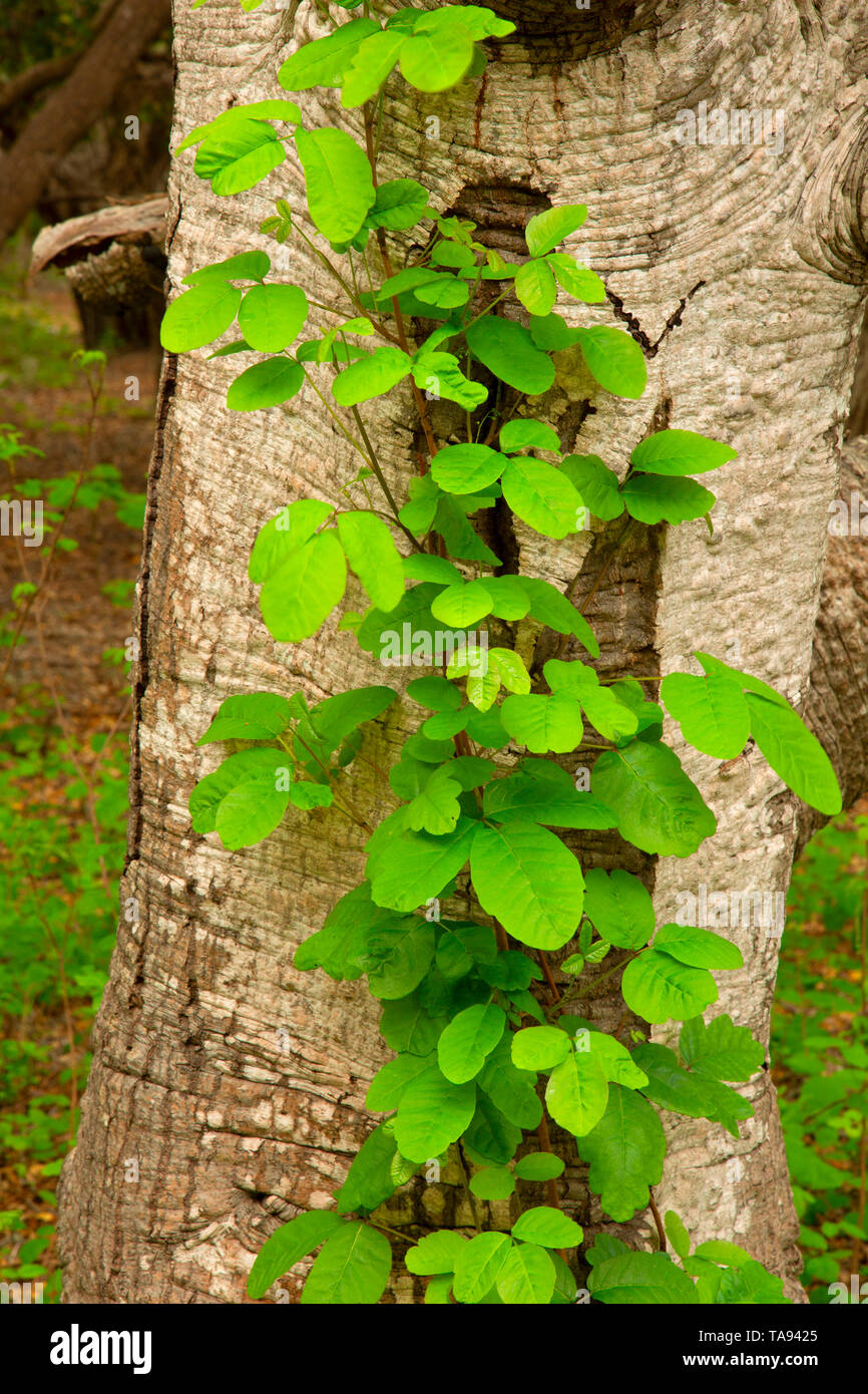 Giftsumach (Toxicodendron diversilobum), Los Osos Eichen State Park, Kalifornien Stockfoto