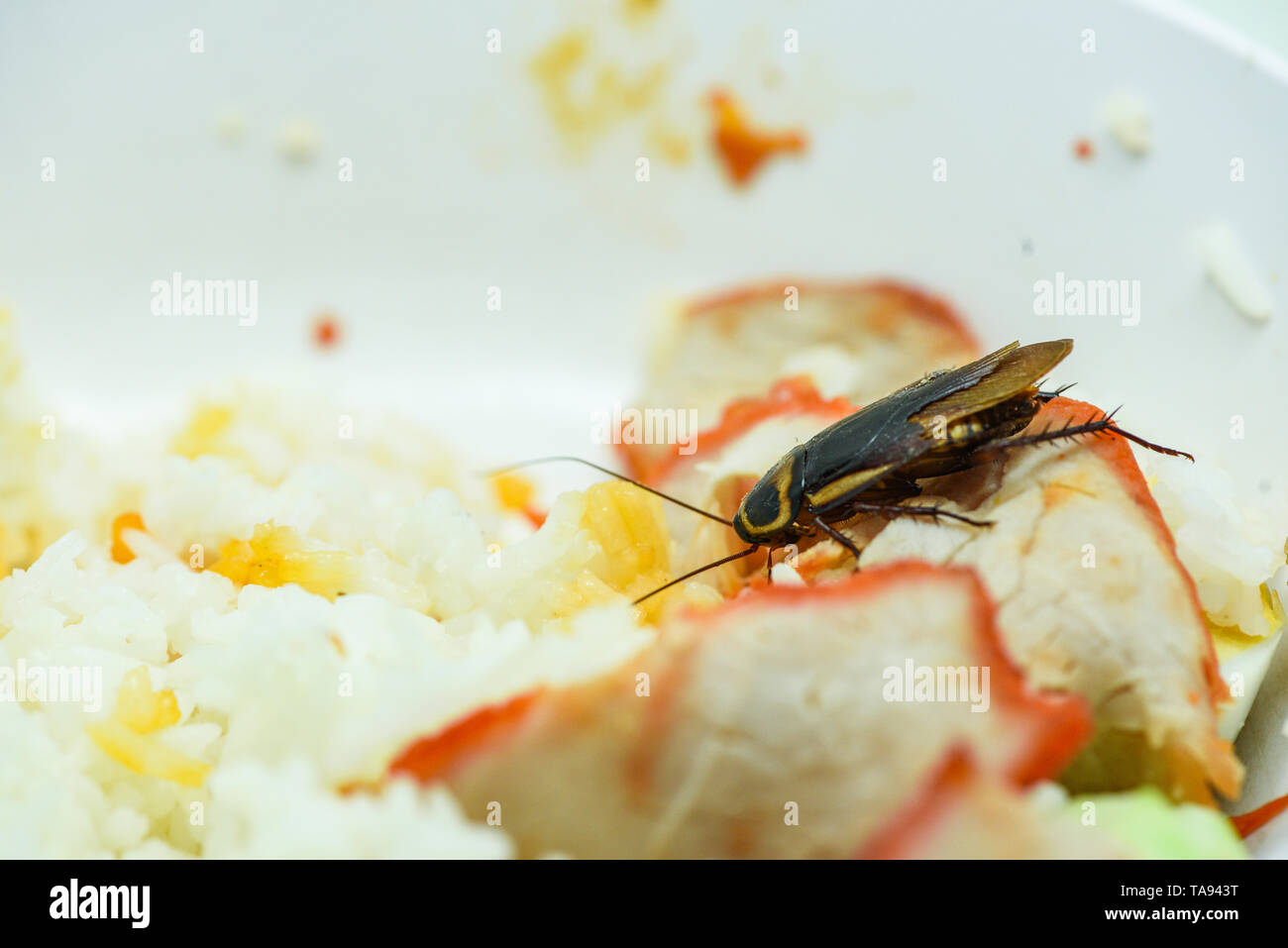 Reis Insektenschadling Stockfotos Reis Insektenschadling Bilder