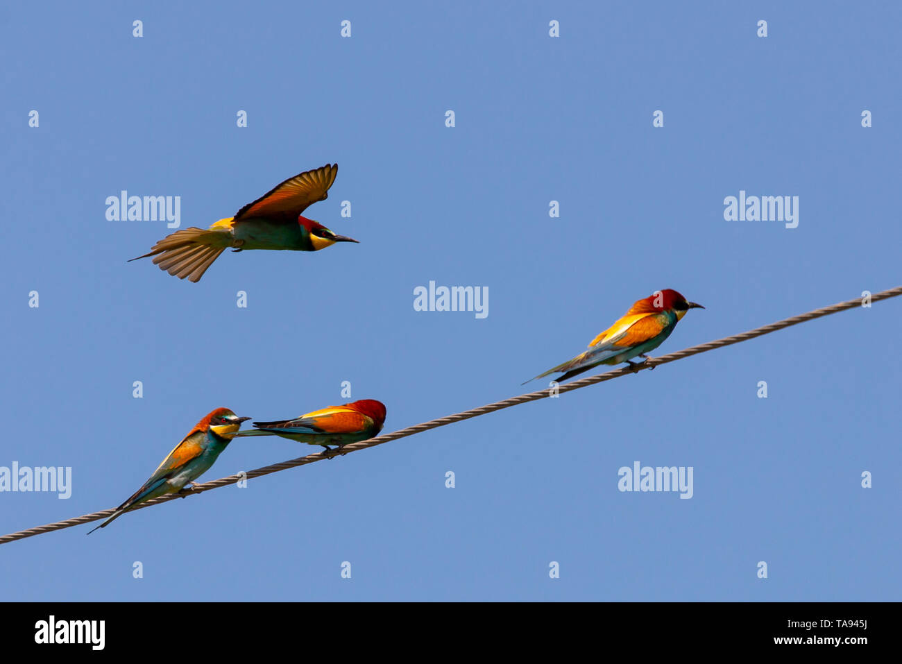 Bienenfresser, Europäischen Bienenfresser Vogel über Power line Kabel. Stockfoto