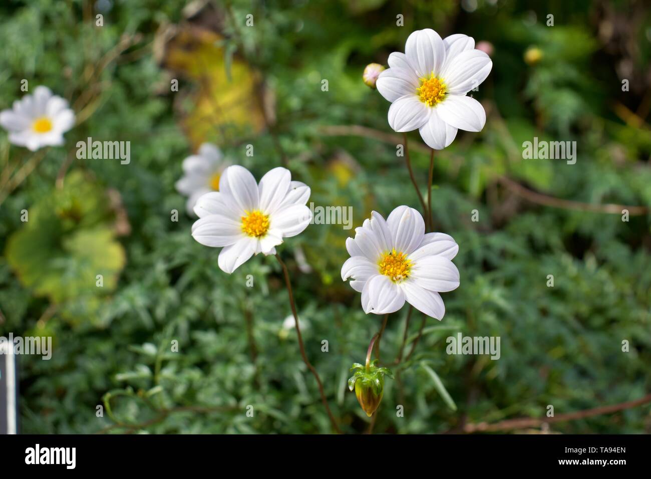 White Dahlia dissecta Blume gegen grüne Blätter Hintergrund, Asteraceae Stockfoto
