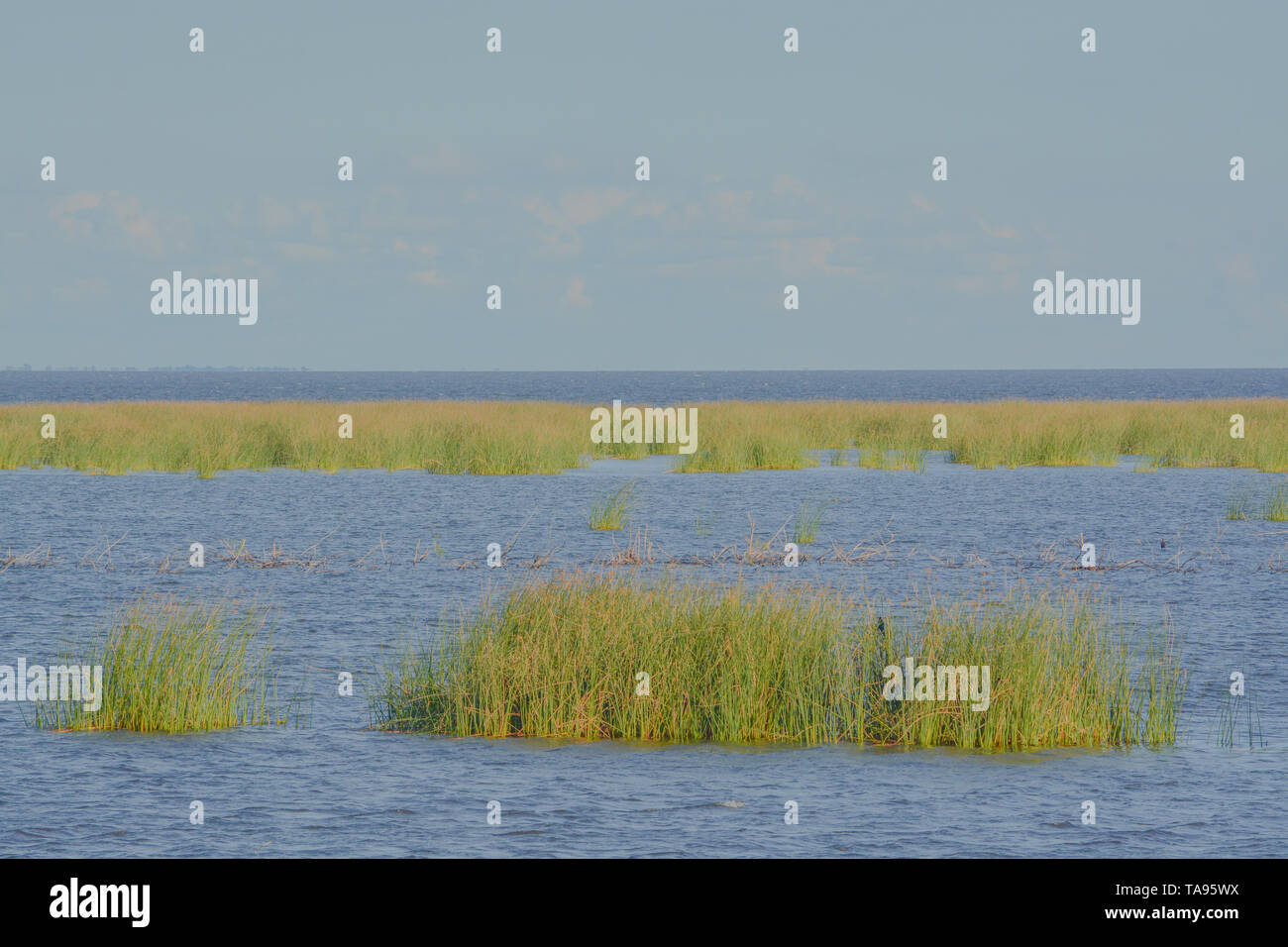 See Okeechobee Shoreline in Okeechobee County, Florida, USA. Stockfoto