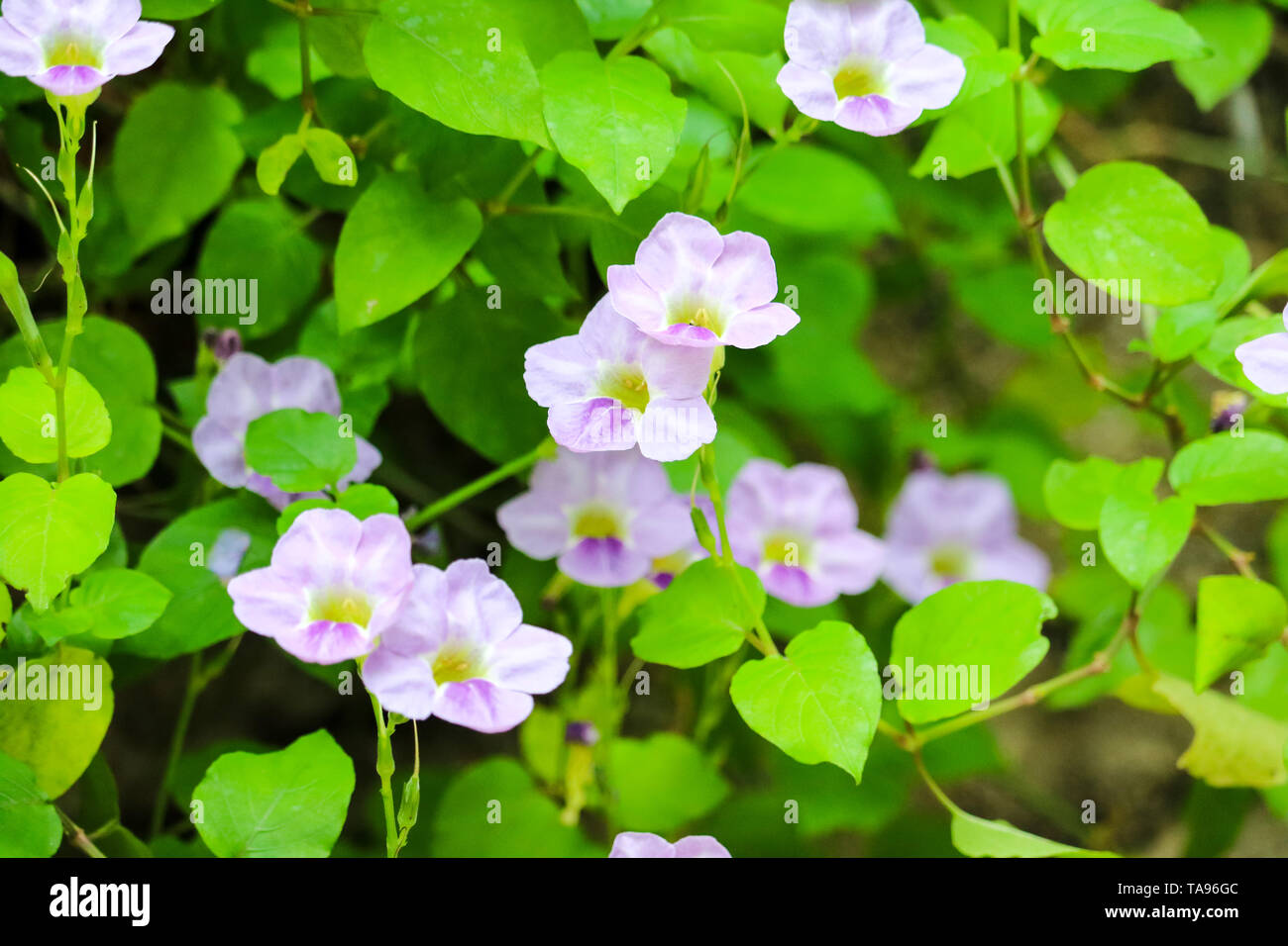 Thunbergia grandiflora ist Common Name von Bengalen clock Weinstock, Blau Trompete, Blau, Skyflower Skyflower, Uhr Weinstock, himmlischen Blau Weiß Lila Blume Stockfoto