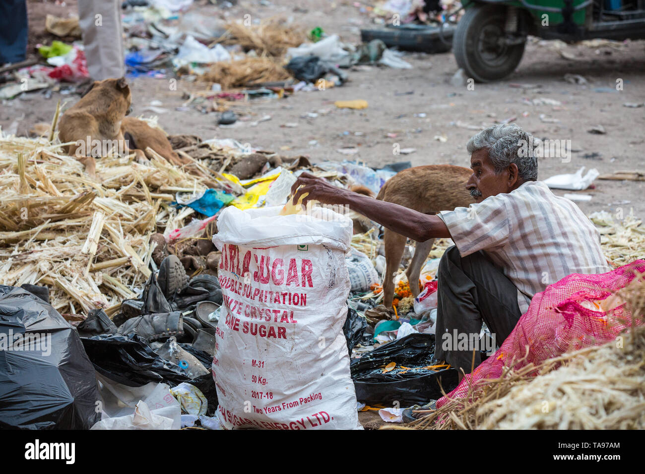 Jodhpur, Rajasthan, Indien - Mai 17., 2018: die armen Inder Kerl Sammlung garbege am Morgen mit Hunden um ihn herum - Bild Stockfoto