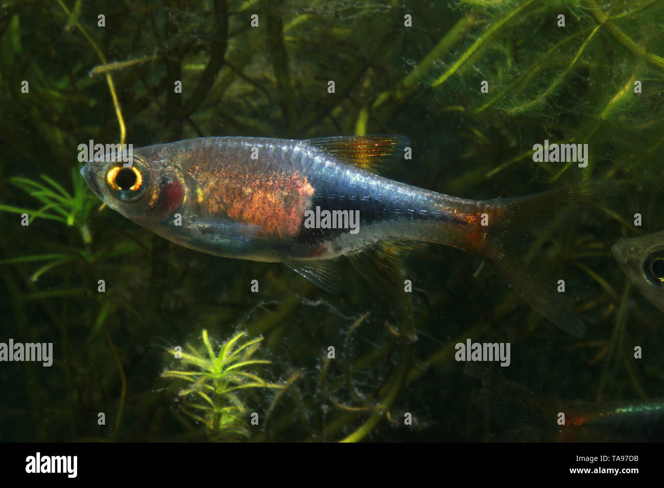 Harlekin Rasbora, schöne Stockfoto